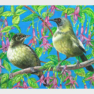 Bellbirds and Tree Fuchsia