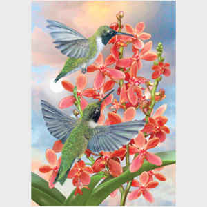 Black Chinned Hummingbirds with Orchids