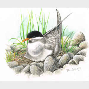 Black-Fronted Tern