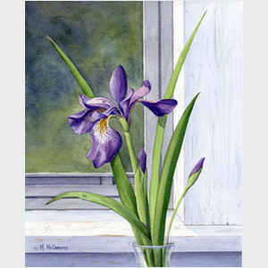 Blue Flag - Wild Iris