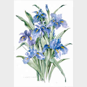Blue Iris Medley