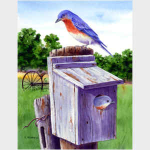 Bluebird on Birdhouse