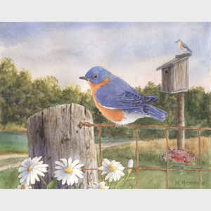Bluebird on Fence