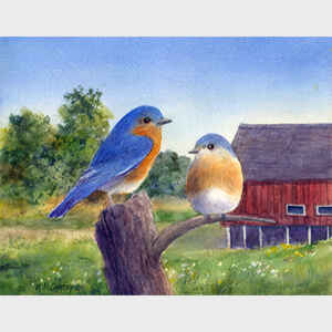 Bluebirds by the Barn