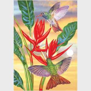 Buff Bellied Hummingbirds and Red Christmas Heliconia
