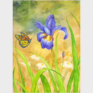 Butterfly and Iris