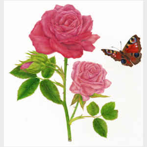 Butterfly and Red Rose