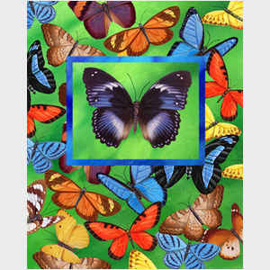 Butterfly Assemblage