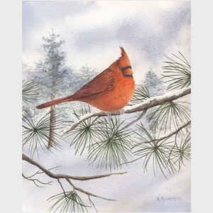 Cardinal in Pine
