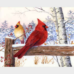 Cardinal Pair with Birch