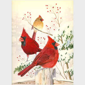 Cardinals in Winter