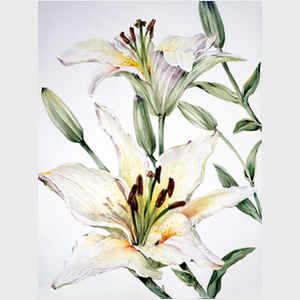 Joy Joy Waldman Pendergast Classic White Florals