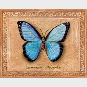 Common Morpho Butterfly
