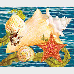 Conch, Starfish and Cockle II