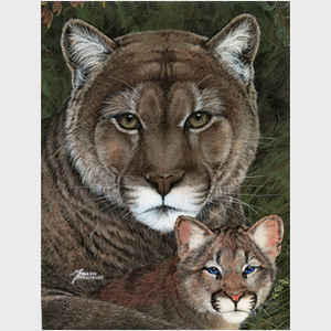 Cougar Family Portrait
