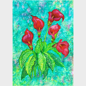 Decorator Red Calla Lilies