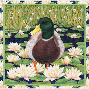 Duck in Water Lilies