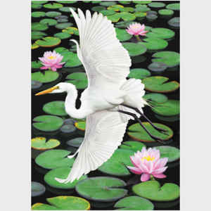 Egret Flying over Pond with Water Lilies
