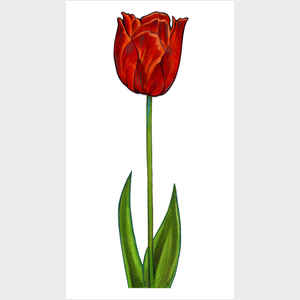 Floral Tulip
