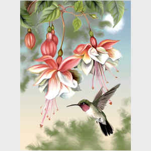 Fuchsia and Hummingbird
