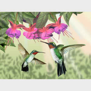 Fuchsia and Hummingbirds - horizontal