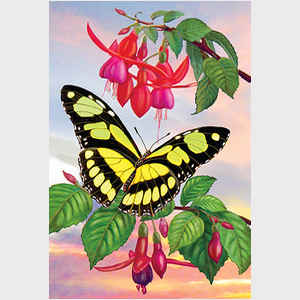 Fuchsia and Scarce Bamboo Butterfly