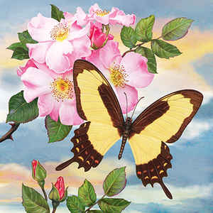Garleps Swallowtail and Tea Roses, square