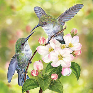 Hummingbird Males in Springtime