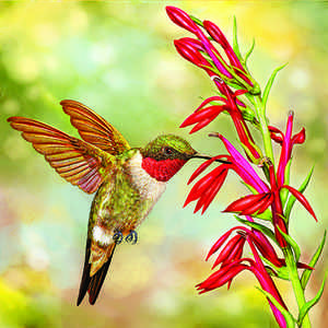 Hummingbird Morning