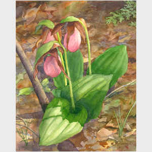 Lady Slipper Excellence