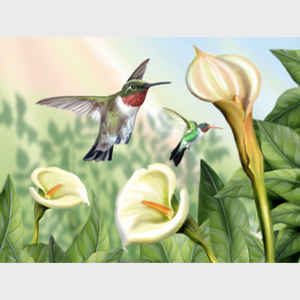 Lily and Hummingbirds - horizontal
