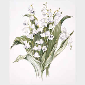 Lily of the Valley I
