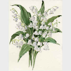 Lily of the Valley III
