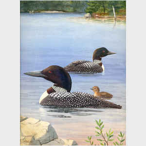 Loon Pair with Chick