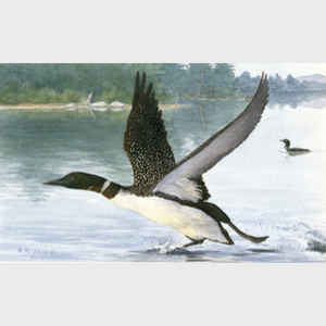 Loon Take-Off