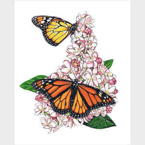 Monarch Butterfly II