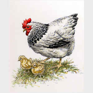 Mother Hen and Chicks