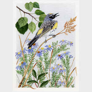 Myrtle Warbler and Asters