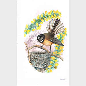New Zealand Fantail with Nest
