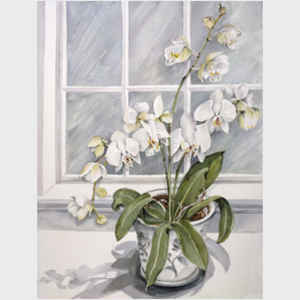 Phalaenopsis by the Window