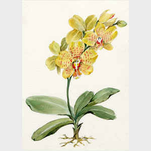 Phalaenopsis Kenneth Wong II