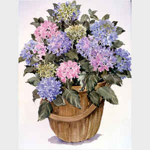 Pink and Blue Hydrangea Basket