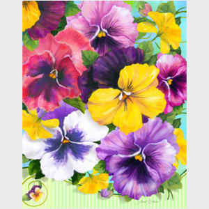 Positively Pansies