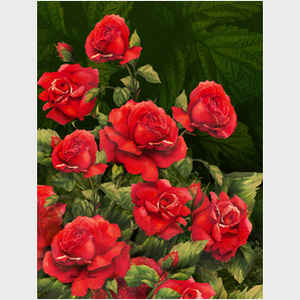 Red Roses - dark background