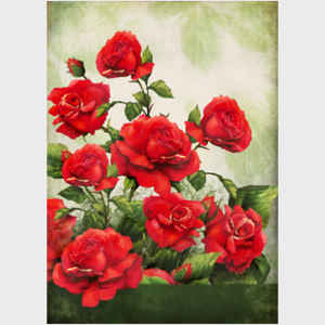 Red Roses - light background