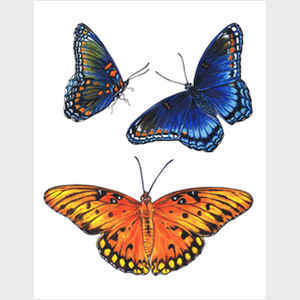 Red Spotted Purple and Brilliant Eye Jewel Butterflies