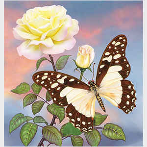 Roses and White Lady Swallowtail, square