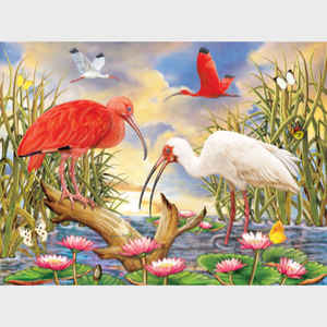 Scarlet and White Ibis
