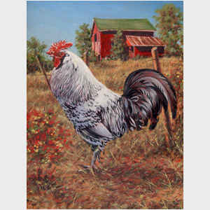 Silver Laced Rock Rooster