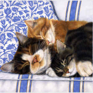 Sleepy Kitties